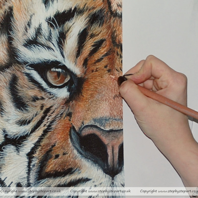 11 Ways to Draw a Tiger (Easy to Follow Tutorials) | Inspirationfeed